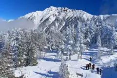 Snow-covered trees and Mount Nishihotaka from the Shinhotaka Ropeway upper area